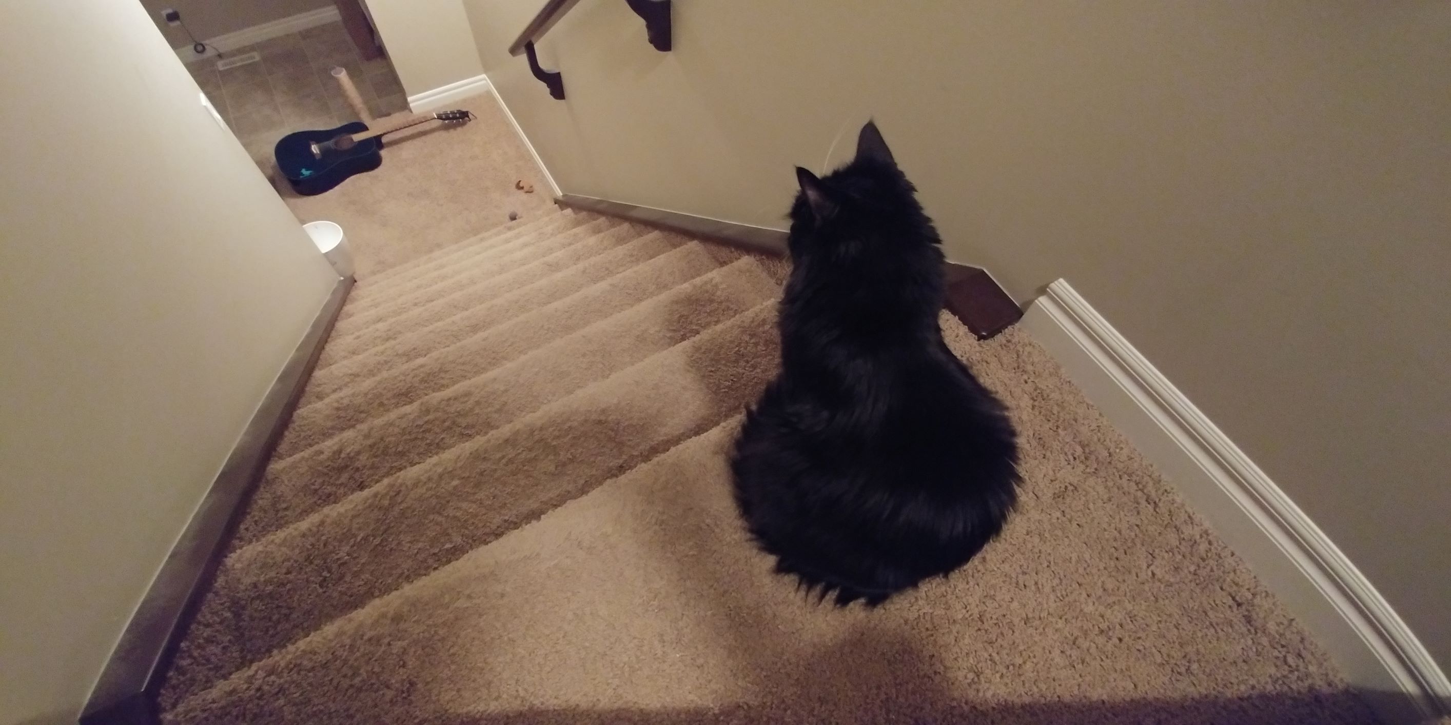 Reggie looking down the stairs