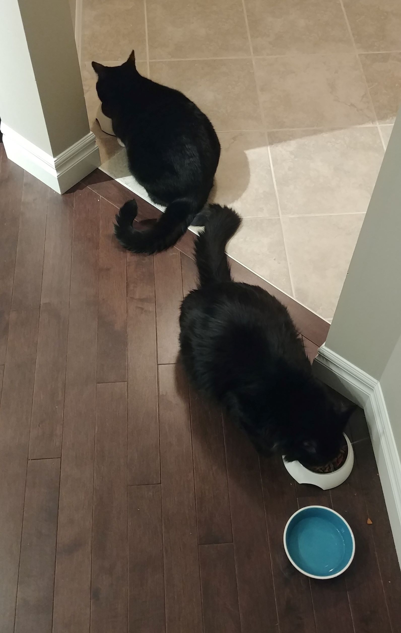 Reggie and his brother Billy eating from their dishes.
